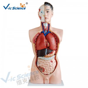 Медицинска анатомия Човешко тяло модел 85СМ мъжки торс модел 19 части
