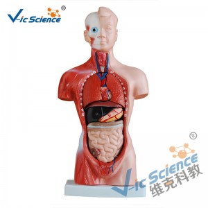 26 см торс модел 15 части анатомия модел тяло