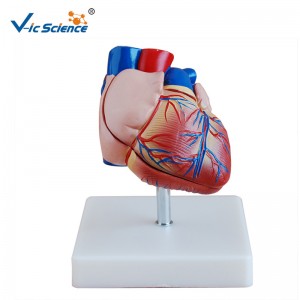 Пластмасов модел Нов стил модел на сърцето в размер на сърцето Анатомичен модел за средно преподаване